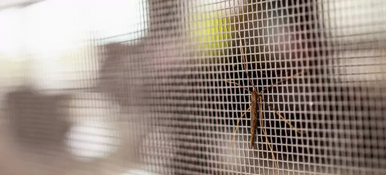 Repair Mosquito Mesh For Windows in Abbotsford, British Columbia